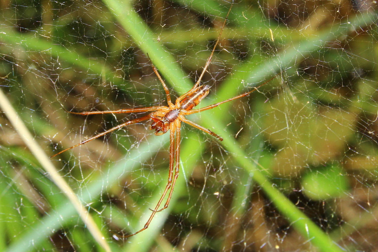 Coppia di Linyphia triangularis - M. Fasce (GE)